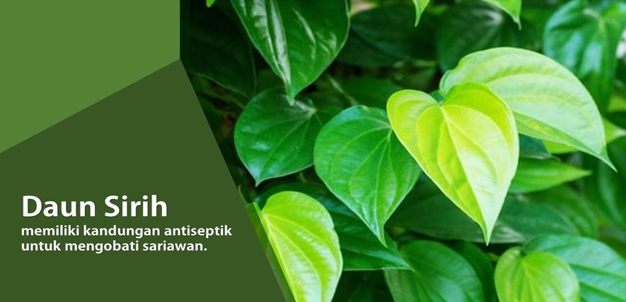 Ramuan Tradisional Mengobati Sariawan Ramuan Tradisional Mengobati Sariawan